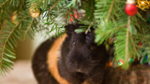 Kisemlősök karácsonya: mivel lepjük meg apró bundás barátainkat?