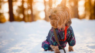 Téli sétáltatási tippek kistestű kutyáknak
