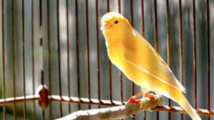 A kanárik titkos élete: minden, amit a madarakról tudni szeretnél