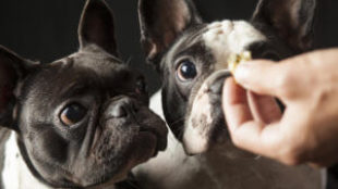 Új év, új szokások: egészséges finomságok kutyáink számára