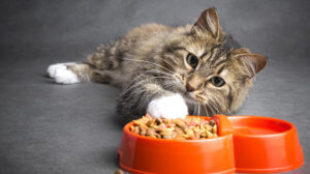 Gabonamentes táplálkozási tippek cicáknak