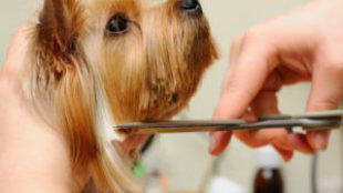 A kutyaszőr ápolásának 5 legfontosabb pontja