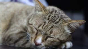 Idős cicák leggyakoribb egészségügyi gondjai