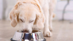 Fő a változatosság – Kutyák vegyes táplálása