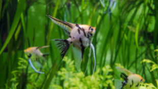 Az akvárium új lakója: a vitorláshal (Pterophyllum scalare)