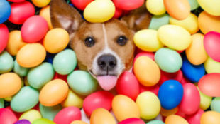 Húsvéti csoki őrület – vigyázzunk kutyusunkra!