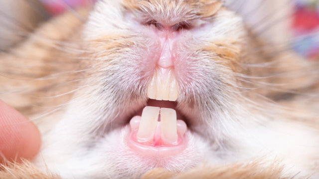 Nyúl fogászat :: Focus-Vet Állatorvosi Rendelő kerület