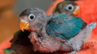 Papagájfióka a háznál – hogyan vigyázzunk az egészségére