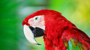 Beszélő papagájok – hogyan tanítsuk őket?