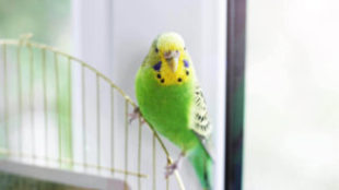 Lakásban könnyen tartható madarak