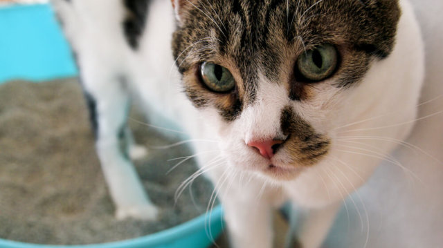 10 vicces fotó macskákról, akik teljesen máshogy értelmezik a kényelem fogalmát