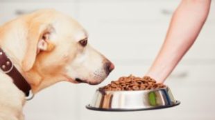 Étrendváltoztatás okai kutyáknál