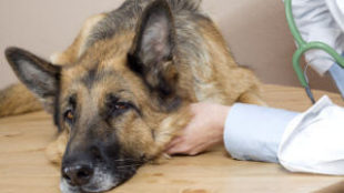 Fontos tudnivalók a kutyaepilepsziáról