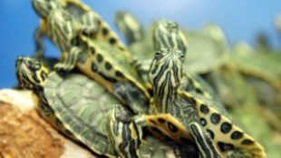 Kis teknősök megfelelő gondozása