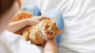 3+1 tipp újdonsült cicagazdiknak