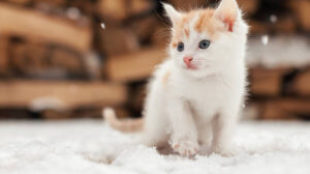 4 tipp a kiscicák téli védelmére
