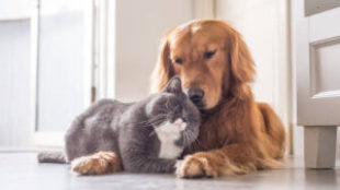 Macska és kutya közös élete