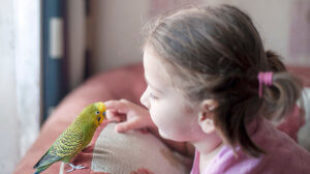 Papagáj a lakásban: előnyök és hátrányok