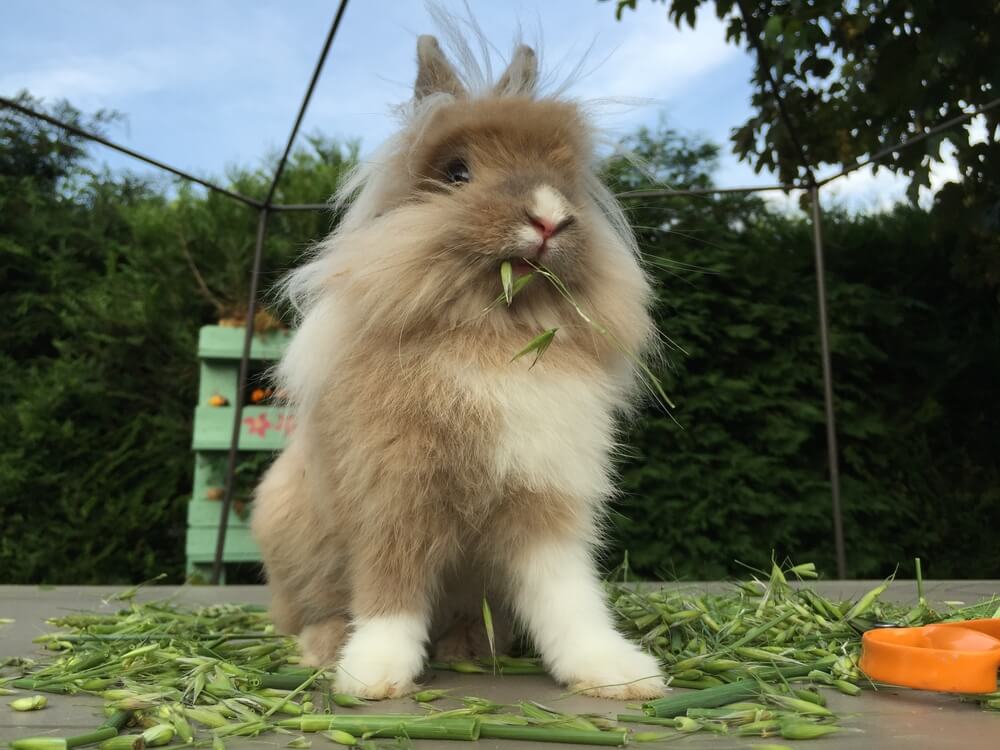 testápoló karcsúsító központ honlapja twiggy fogyás gőz