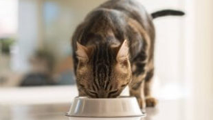 3+1 táplálási szabály macskagazdiknak
