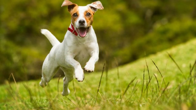 Milyen mozgásigényű kutya illik hozzánk?
