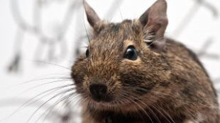 Degu vagy csincsilla?