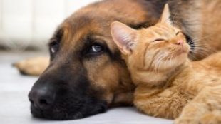 Kutya-macska barátság: az összeszoktatás lépései