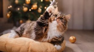 Macska és a karácsonyfa