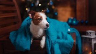 Boldog új évet! Könnyítsük meg a szilveszter éjszakát kutyáink számára