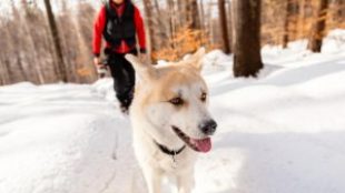Téli kirándulás kutyával? –Túrázz kedvenceddel!