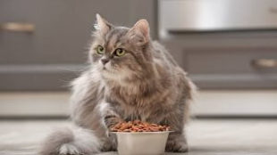 Ételérzékeny cica? – Etetési tippek cicagazdiknak