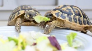Szabadon a lakásban – szárazföldi teknősök