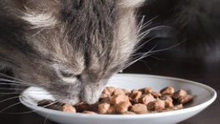 Táplálkozási útmutató cicáknak – miért fontos az eledel hústartalma?