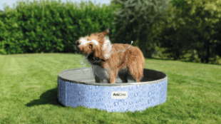 Fürdetési útmutató kutyákhoz
