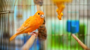 Immunerősítő tippek madárgazdiknak