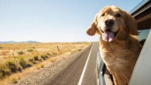 Hogyan kezdjünk bele az autózásba kutyusunkkal?