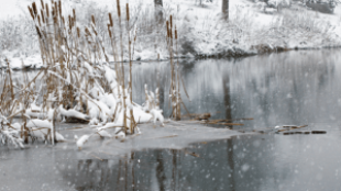 Kerti tó karbantartása télen