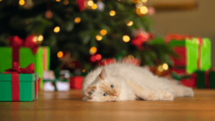 Hogyan tehetjük macskabiztossá a karácsonyi dekorációt?