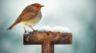 Milyen fajta madarakkal találkozhatunk a kertünkben télen?