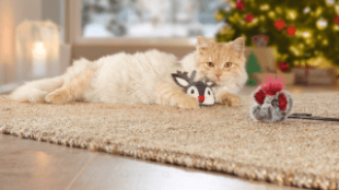 Hasznos ajándékok cicák számára
