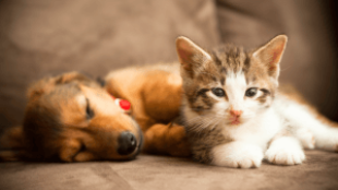Új családtag – cicák és kutyák összeszoktatása