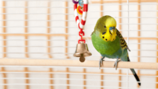 Szüntelen rikácsolás – mikortól számít túl zajosnak a papagájunk?