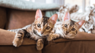 Védőoltás útmutató cicák számára