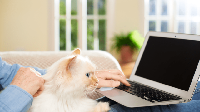 Home office cicával: Így működik az együttélés az íróasztalnál