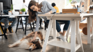 Kutyával az irodába – a következőkre figyeljünk