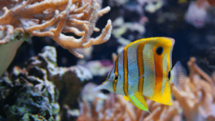 A sósvízi akvárium – szuper kihívás haladó akvaristáknak!