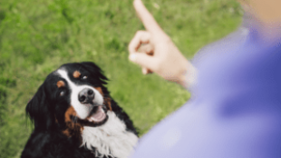 A kutya szocializálása – megfelelő kezdet a közös élethez