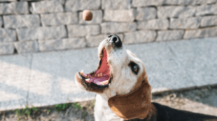 Praktikák érzékeny gyomrú kutyák etetéséhez