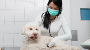 Megfázott a kutyám? – Az első tünetek felfedezése és megelőzés