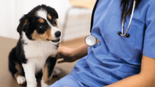 Hogyan készítsük fel kutyánkat az állatorvosnál tett látogatásra?